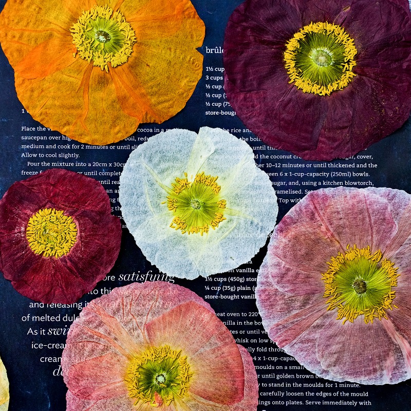 1pcs,Nature Field Poppy Presse - مراجعة Art And Craft Photos وسعره