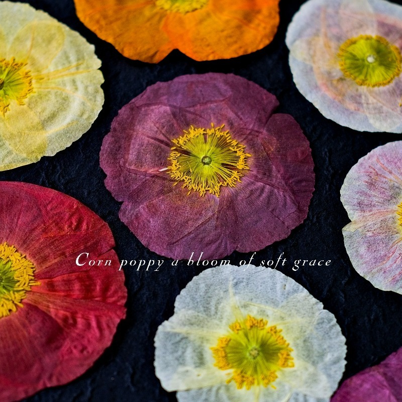 1pcs,Nature Field Poppy Presse - مراجعة Art And Craft Photos وسعره