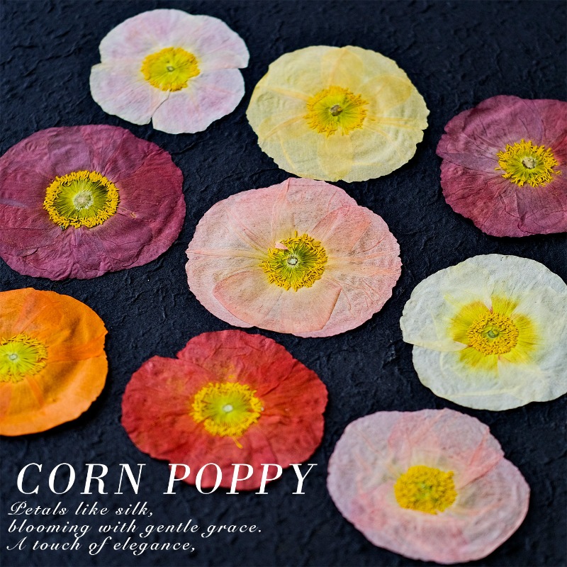 1pcs,Nature Field Poppy Presse - مراجعة Art And Craft Photos وسعره