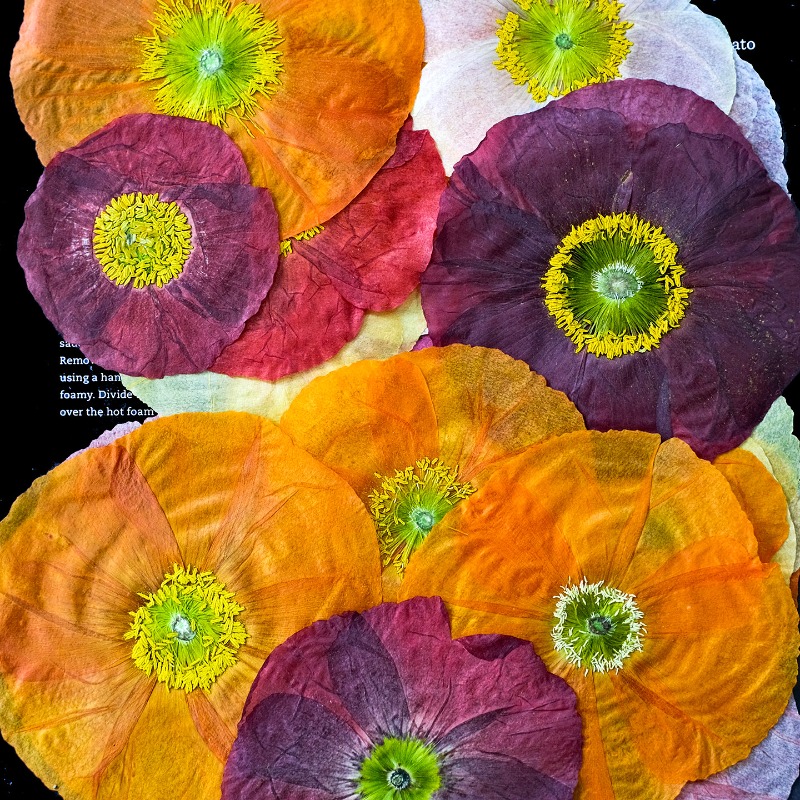 1pcs,Nature Field Poppy Presse - مراجعة Art And Craft Photos وسعره