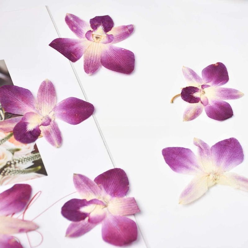 4pcs,Real Pressed Butterfly Or - مراجعة Art And Craft Photos وسعره