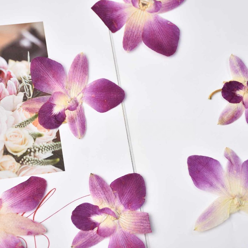 4pcs,Real Pressed Butterfly Or - مراجعة Art And Craft Photos وسعره