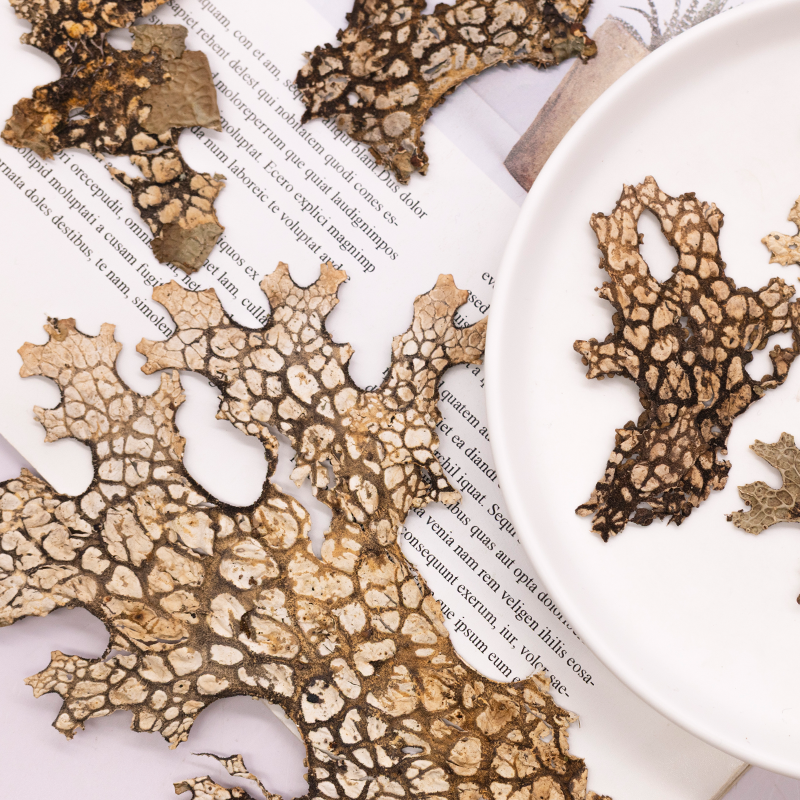 4pcs,Rare Bark Natural Pressed - مراجعة Art And Craft Photos وسعره