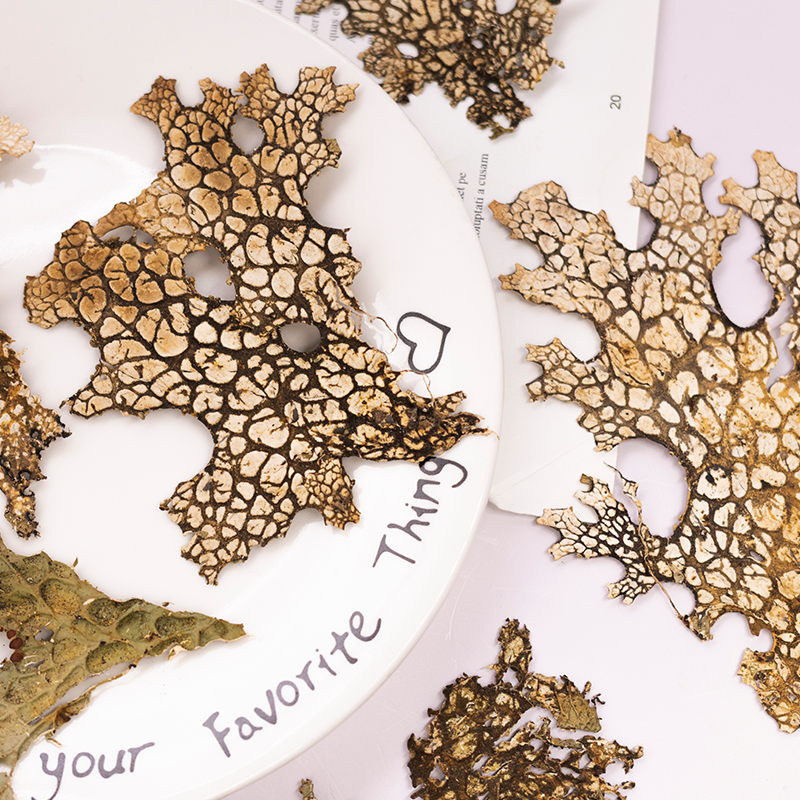 4pcs,Rare Bark Natural Pressed - مراجعة Art And Craft Photos وسعره