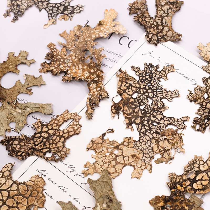 4pcs,Rare Bark Natural Pressed - مراجعة Art And Craft Photos وسعره